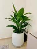 PeaceLily XL in XL FiberClay Pot (Overall 160cm-170cm)