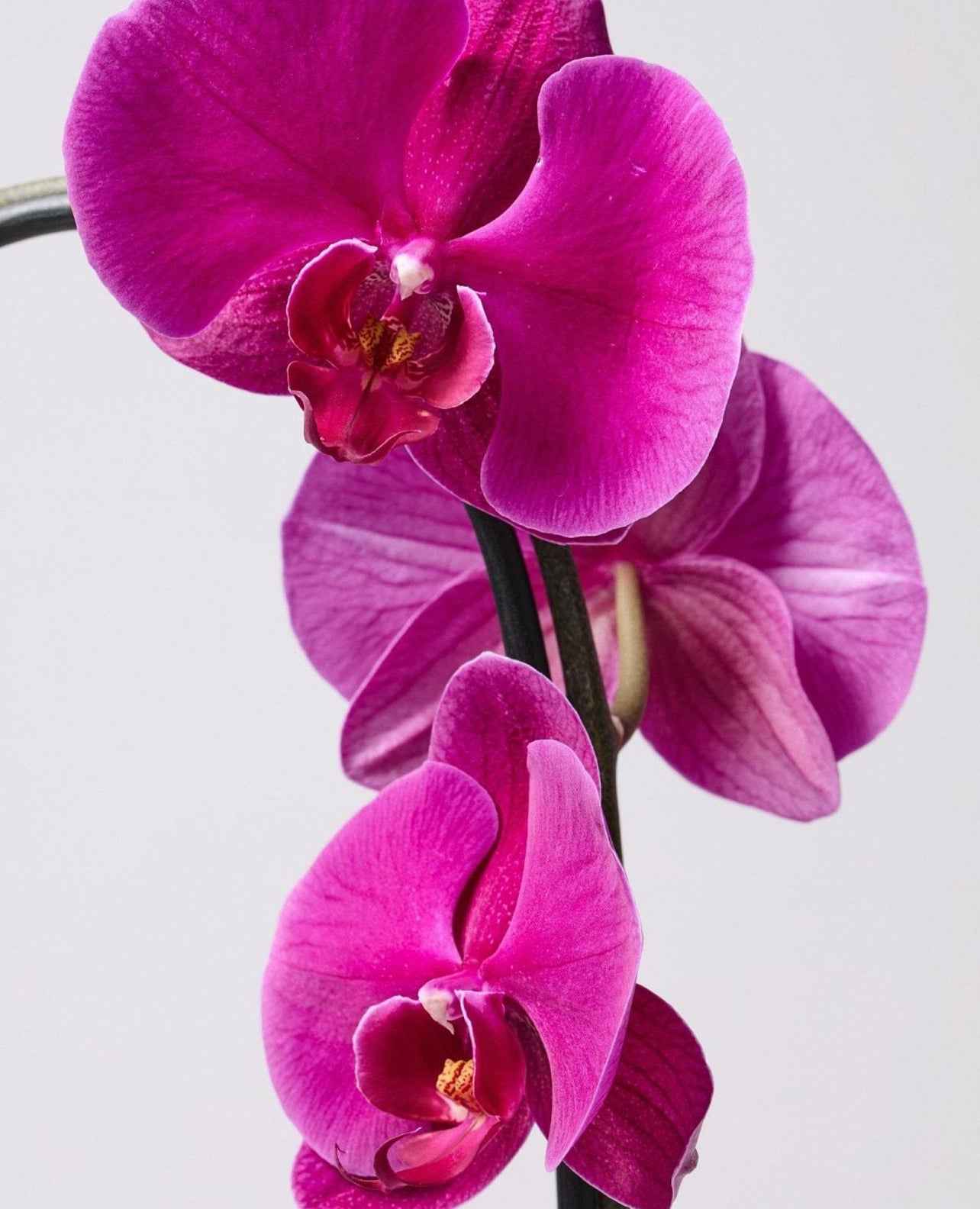 Moth Orchids 40cm-50cm | Orchid | Phalaenopsis Orchids | Flowering indoor plant