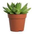 Echeveria agavoides Miranda