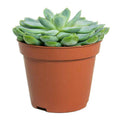 Echeveria elegans