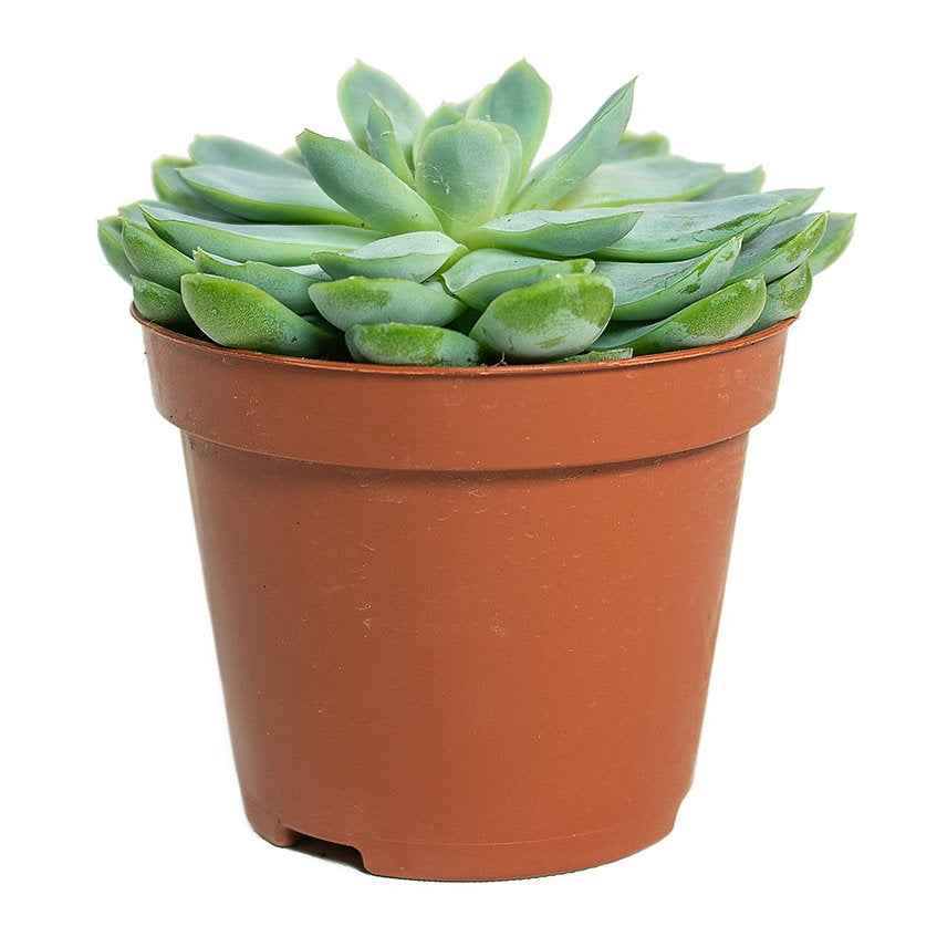 Echeveria elegans