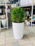 POTTED Ehretia Ball in CERAMIC Pot  - Ehretia Microphylla| Shaped Outdoor Plants |  overall 90cm / Single