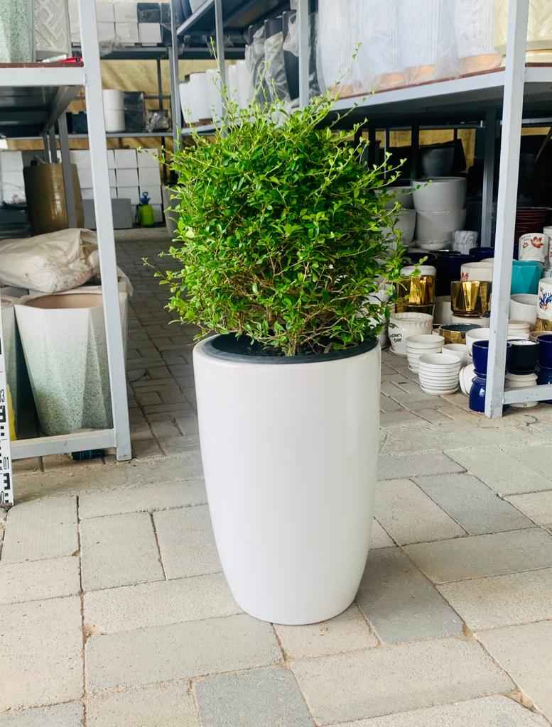 POTTED Ehretia Ball in CERAMIC Pot  - Ehretia Microphylla| Shaped Outdoor Plants |  overall 90cm / Single