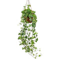English Ivy 1mtr | indoor plant | Hedera helix green | Best Online Plant Shop | PlantMartUAE.com