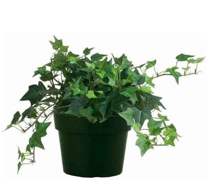 English Ivy 30cm-40cm | indoor plant | Hedera helix green | Best Online Plant Shop