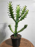 Euphorbia Lactea 50cm-70cm Dragoon bones tree