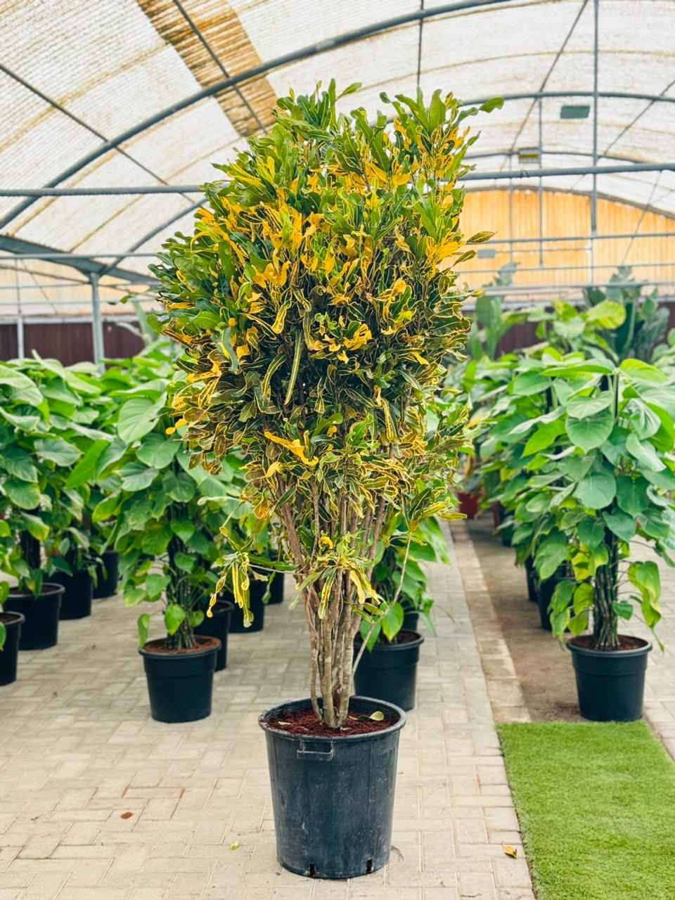 Croton Banana Yellow Plant 1.8mtr “Indoor & Outdoor”