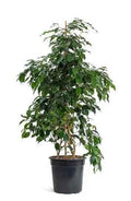 Ficus Benjamina 80cm-1mtr indoor plant Weeping fig, benjamin fig or ficus tree