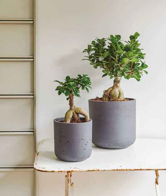 Ficus Microcarpa Ginseng Bonsai