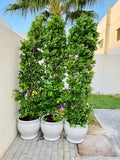 POTTED Ficus Panda 2.5mtr in Ceramic Pots
