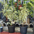 Ficus Benjamina Variegated 50cm-60cm Indoor Plant Weeping Wig - Perfect Variegated Ficus Benjamina Indoor Plant