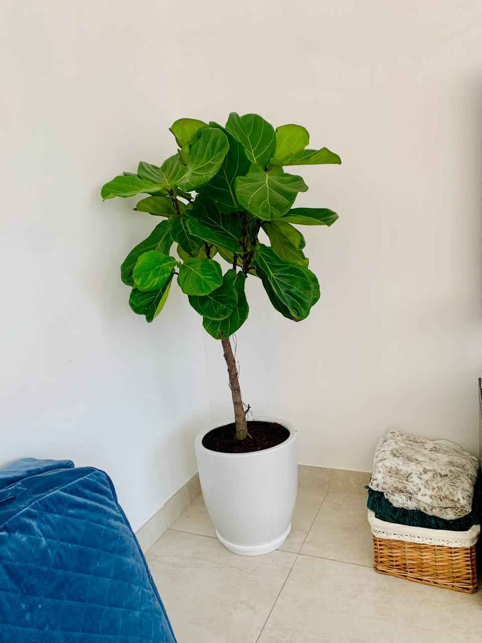 POTTED Fiddle Lyrata | 1.6mtr | in Ceramic pot | Fiddle Leaf | Indoor Plant | PlantMartUAE.com