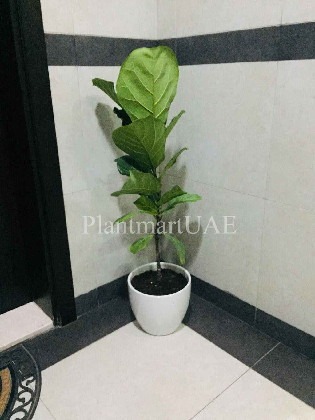 Fiddle Fig - Single Stem