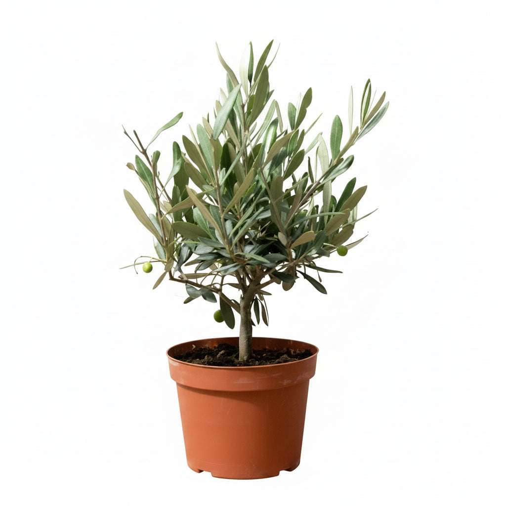 Fresh Olive Plant HOLLAND indoor 30cm-35cm