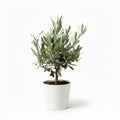 Fresh Olive Plant HOLLAND indoor 25cm-30cm