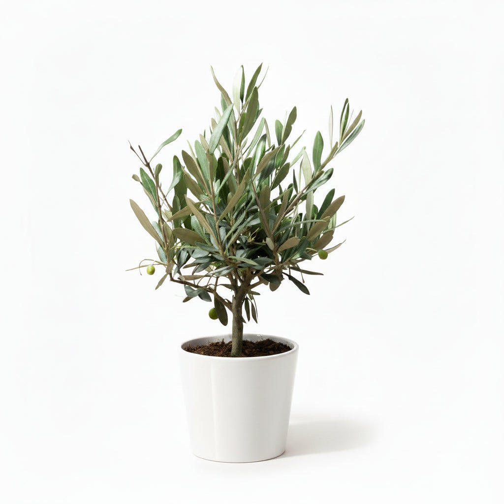 Fresh Olive Plant HOLLAND indoor 25cm-30cm