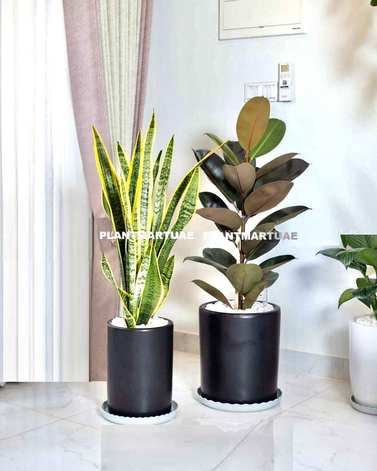 Potted Combo: Rubber Plant + Snake Plant LARGE in Ceramic Pots