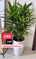 Broadleaf Lady Palm 130cm in an Elegant white pot