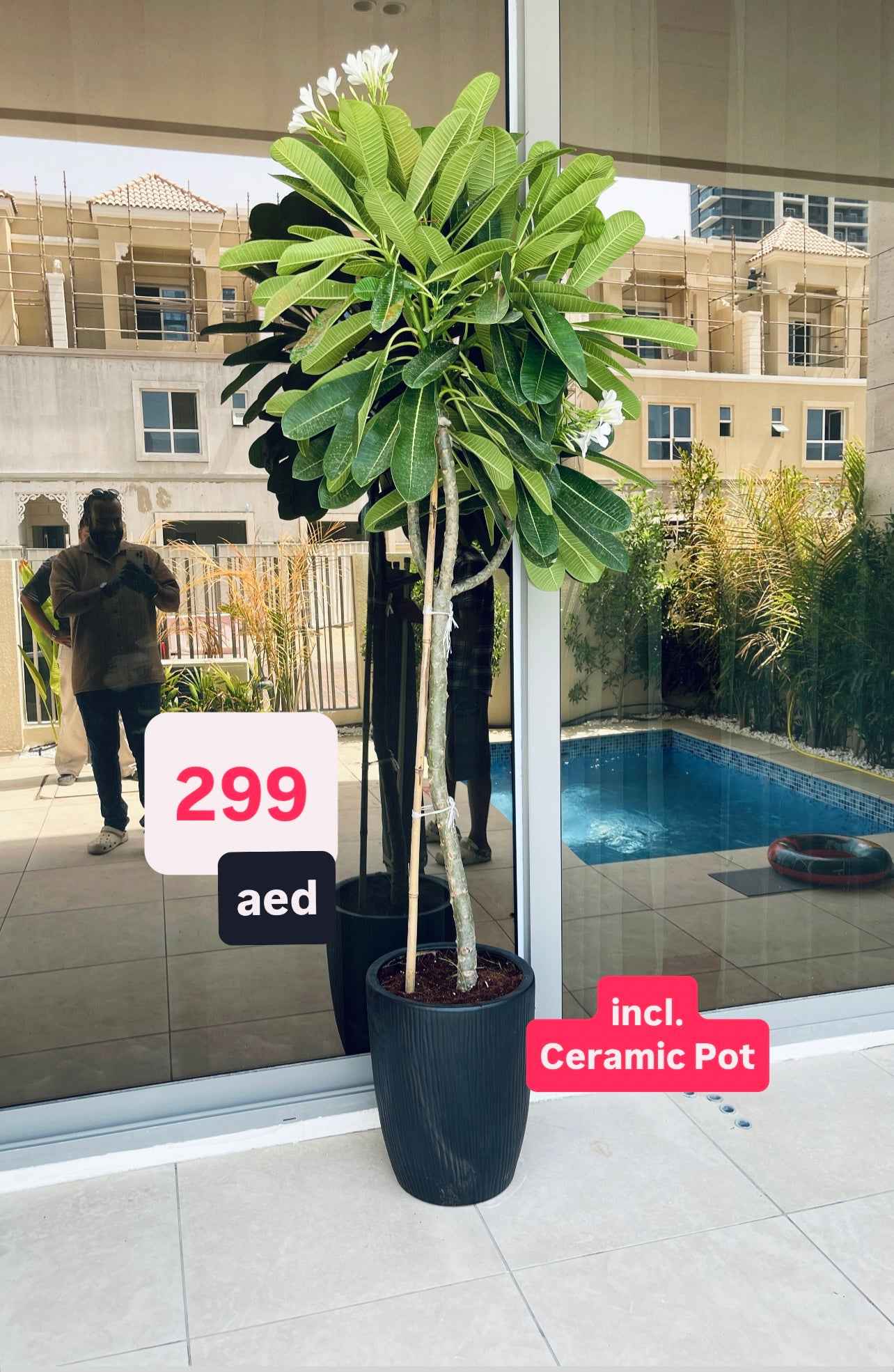 Potted Plumeria Obtusa 2mtr-2.2mtr - Frangipani in Ceramic Pot for Outdoor Plants