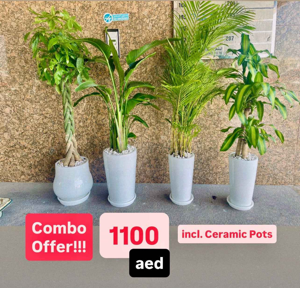 Potted 4pcs Indoor Plants | Areca Palm | Bird Of Paradise | Areca Palm | Dracaena Massangena
