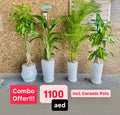 Potted 4pcs Indoor Plants | Areca Palm | Bird Of Paradise | Areca Palm | Dracaena Massangena