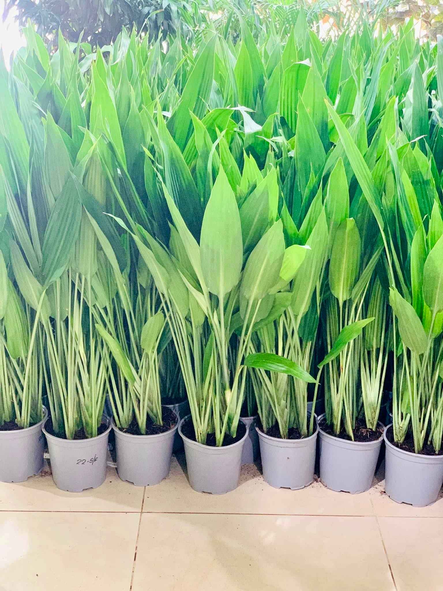 Lance Dracaena| Dracaena Aubryana Indoor Plant | Cast Iron Plant | 80cm-100cm