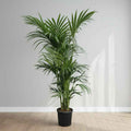 Giant Kentia Palm Holland