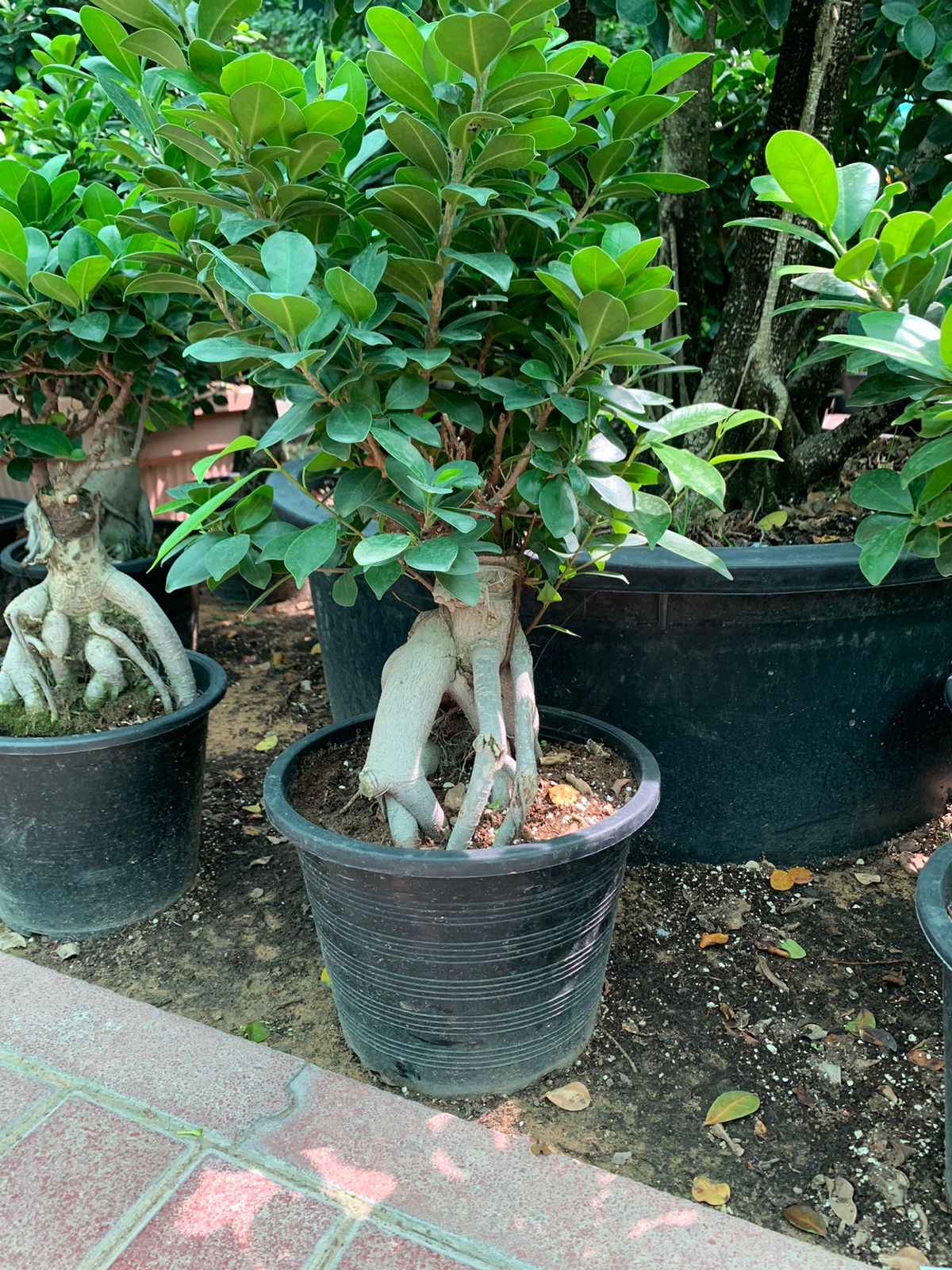 Ficus Microcarpa Ginseng Bonsai