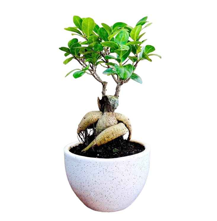 Ficus Microcarpa Ginseng Bonsai