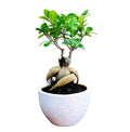 Ficus Microcarpa Ginseng Bonsai