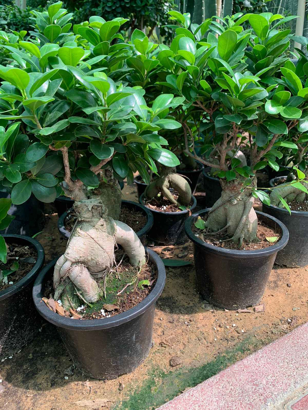 Ficus Microcarpa Ginseng Bonsai