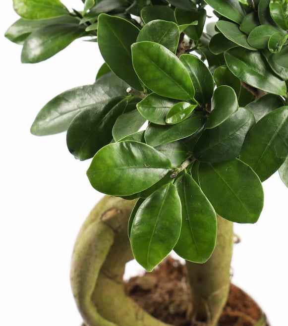 Ficus Microcarpa Ginseng Bonsai