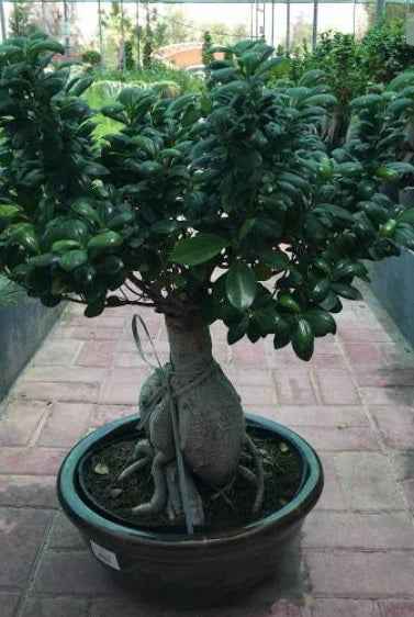 Ficus Microcarpa Ginseng Bonsai