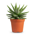 Haworthia Limafolia 7cm-10cm | indoor plant | Best Online Plants | PlantmartUAE.com