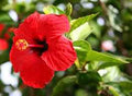 Hibiscus Red Tall 1.5m - 2.0m