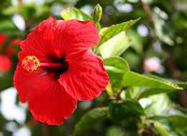 Hibiscus Red Tall 1.5m - 2.0m