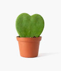 Hoya Plant 5cm-10cm | indoor plant | Best Online Plants | PlantmartUAE.com