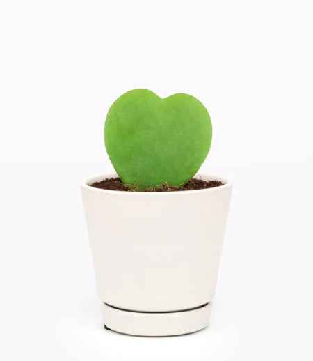 Hoya Plant 5cm-10cm | indoor plant | Best Online Plants | PlantmartUAE.com