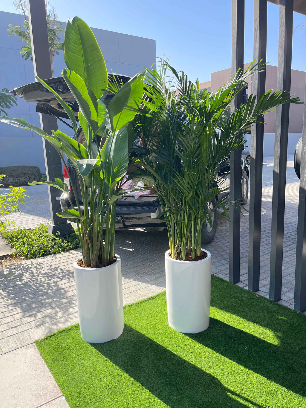 Potted Combo: Bird of Paradise + Areca|Bamboo Palm in Large Ceramic Pots | Indoor Plants