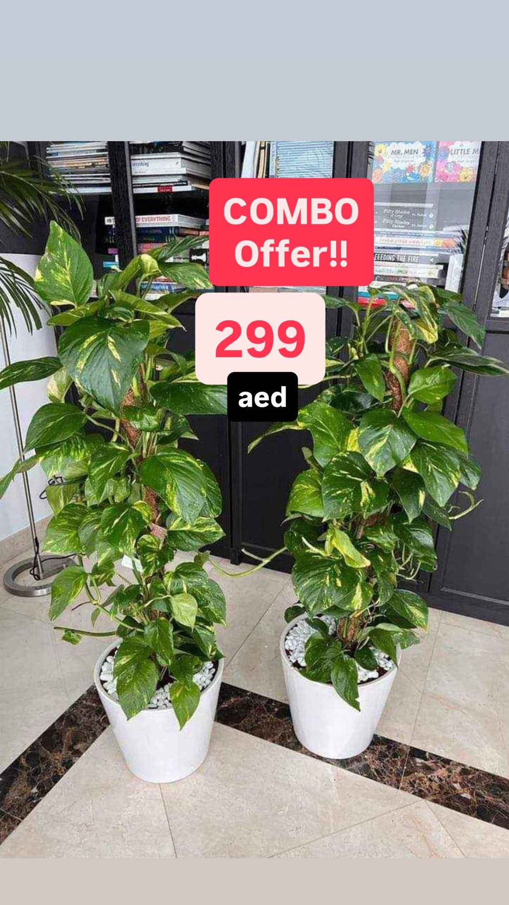 Potted Money Plant Indoor - Ceramic Pot 2Pcs 1.1mtr-1.2mtr