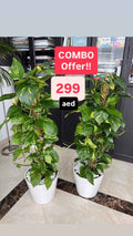 Potted Money Plant Indoor - Ceramic Pot 2Pcs 1.1mtr-1.2mtr