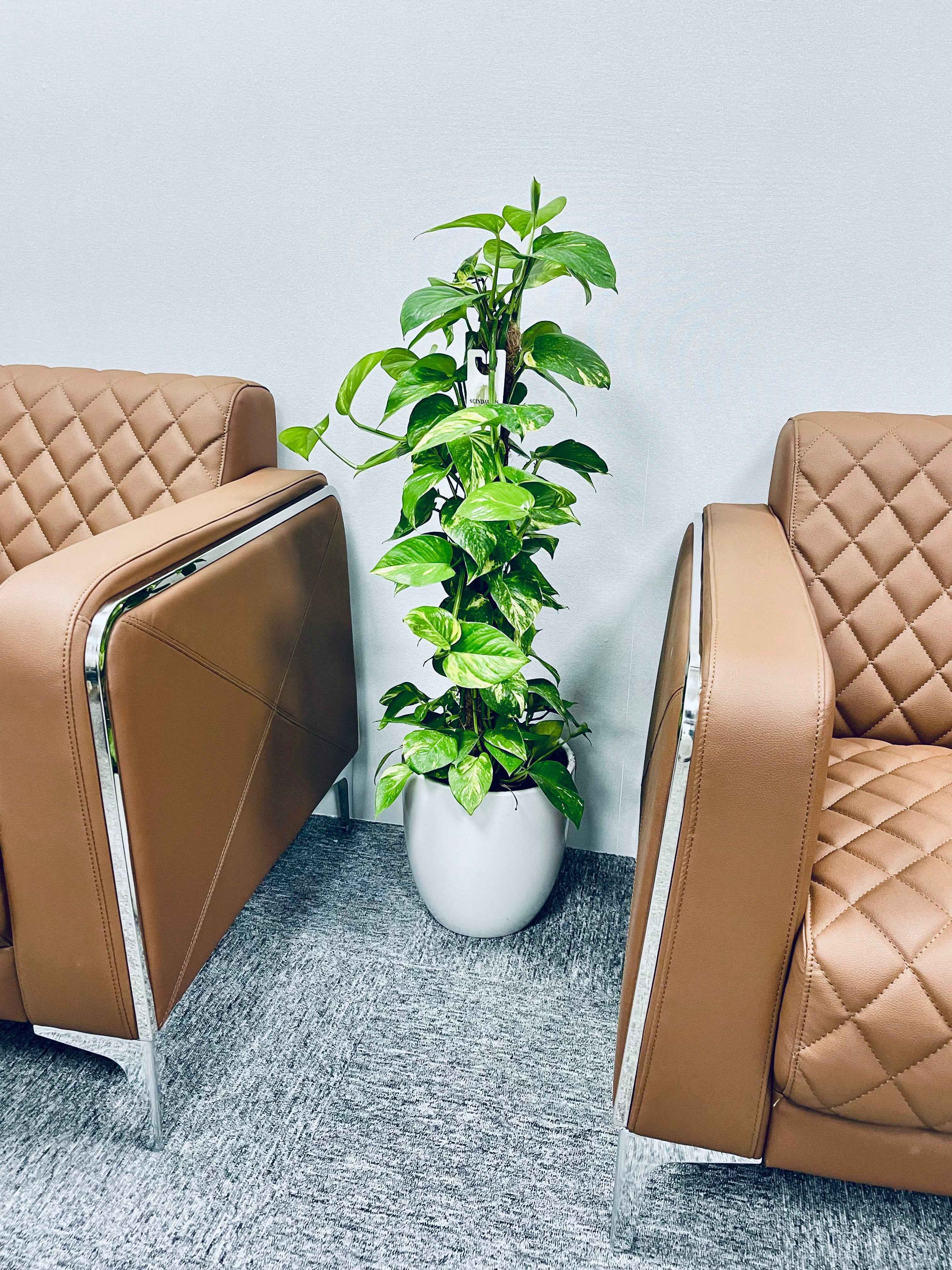 POTTED Money Plant Holland 1mtr-1.1mtr in Ceramic Pot