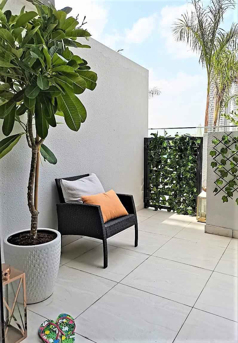 1.8-2.0m Plumeria Obtusa - Frangipani - The Temple Tree - Champa