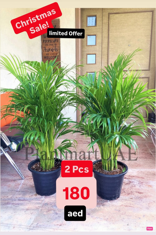 2pcs Potted Areca Palm | 150cm-160cm | Ceramic Pot