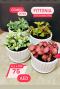 4 Potted mini Fittonia COMBO: in CERAMIC Pots 5-10cm