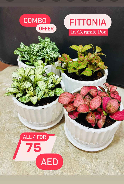 4 Potted mini Fittonia COMBO: in CERAMIC Pots 5-10cm