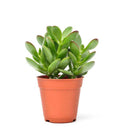 Jade plant 10cm-25cm