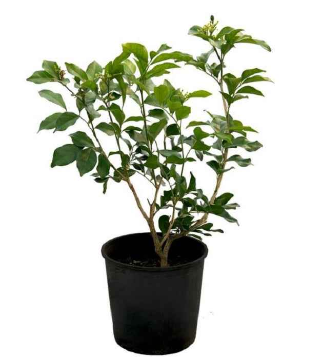 Arabian Jasmine 20-30 cm | Outdoor plant | Jasmine Sambac | Best Online Plants | PlantMartUAE.com