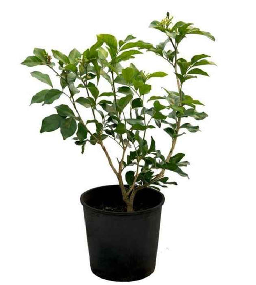 Arabian Jasmine 20-30 cm | Outdoor plant | Jasmine Sambac | Best Online Plants | PlantMartUAE.com