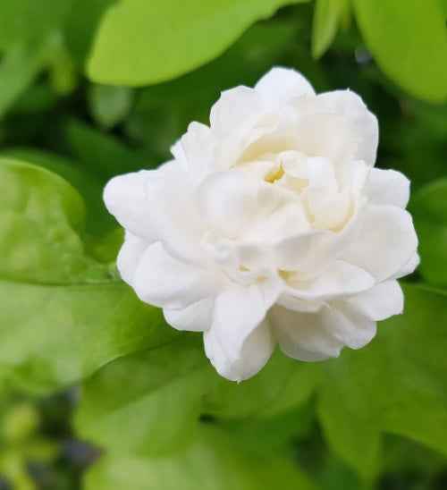 Jasmine Poly 50cm - 70cm